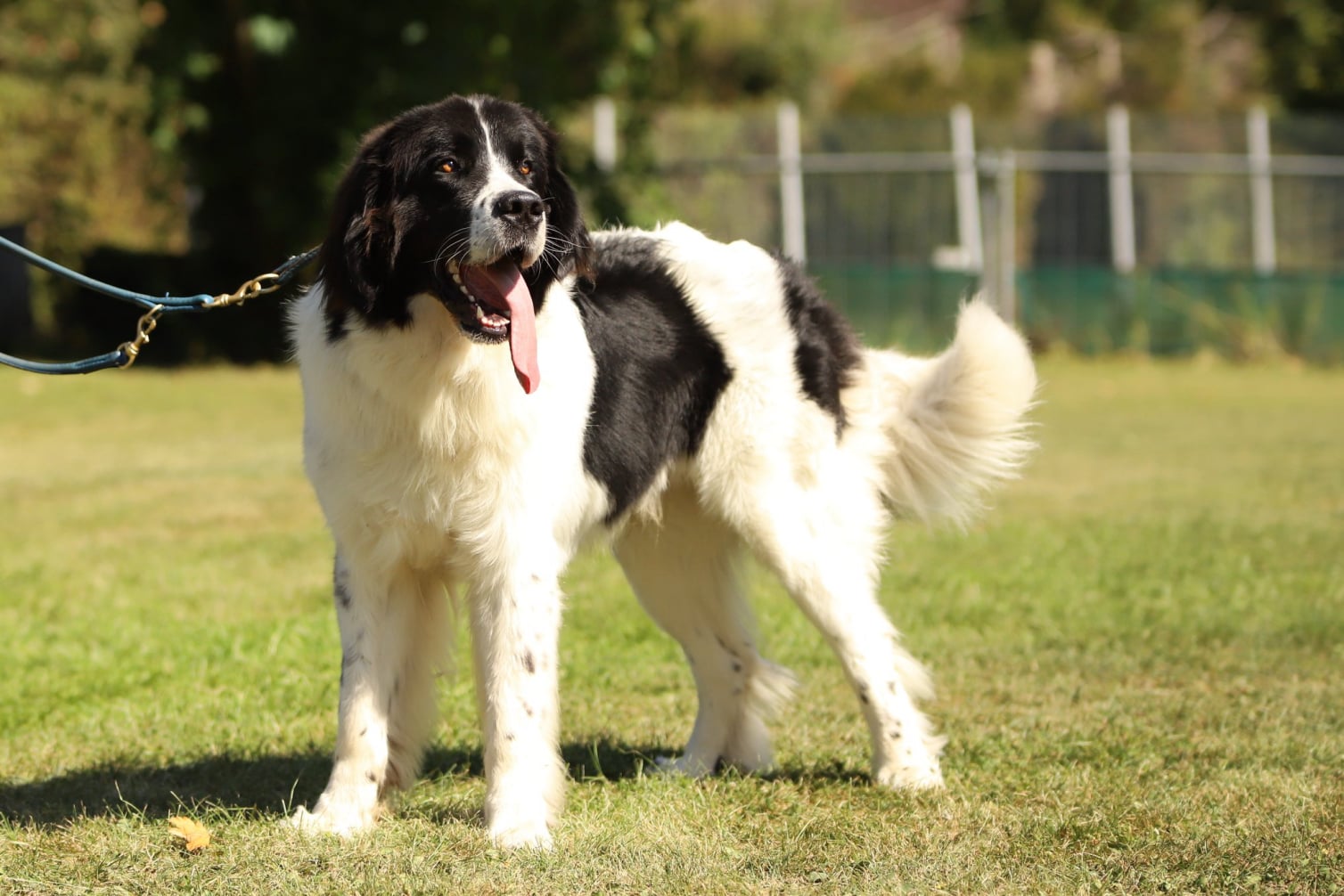 August von Markgräferland