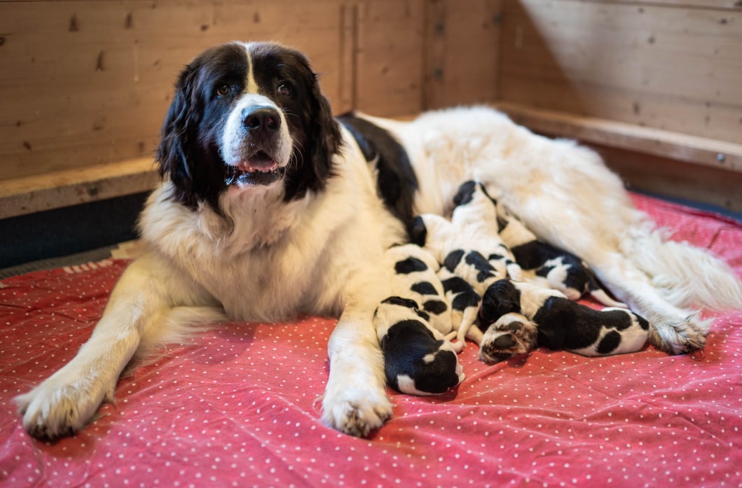 Wurf von der Berkelaue