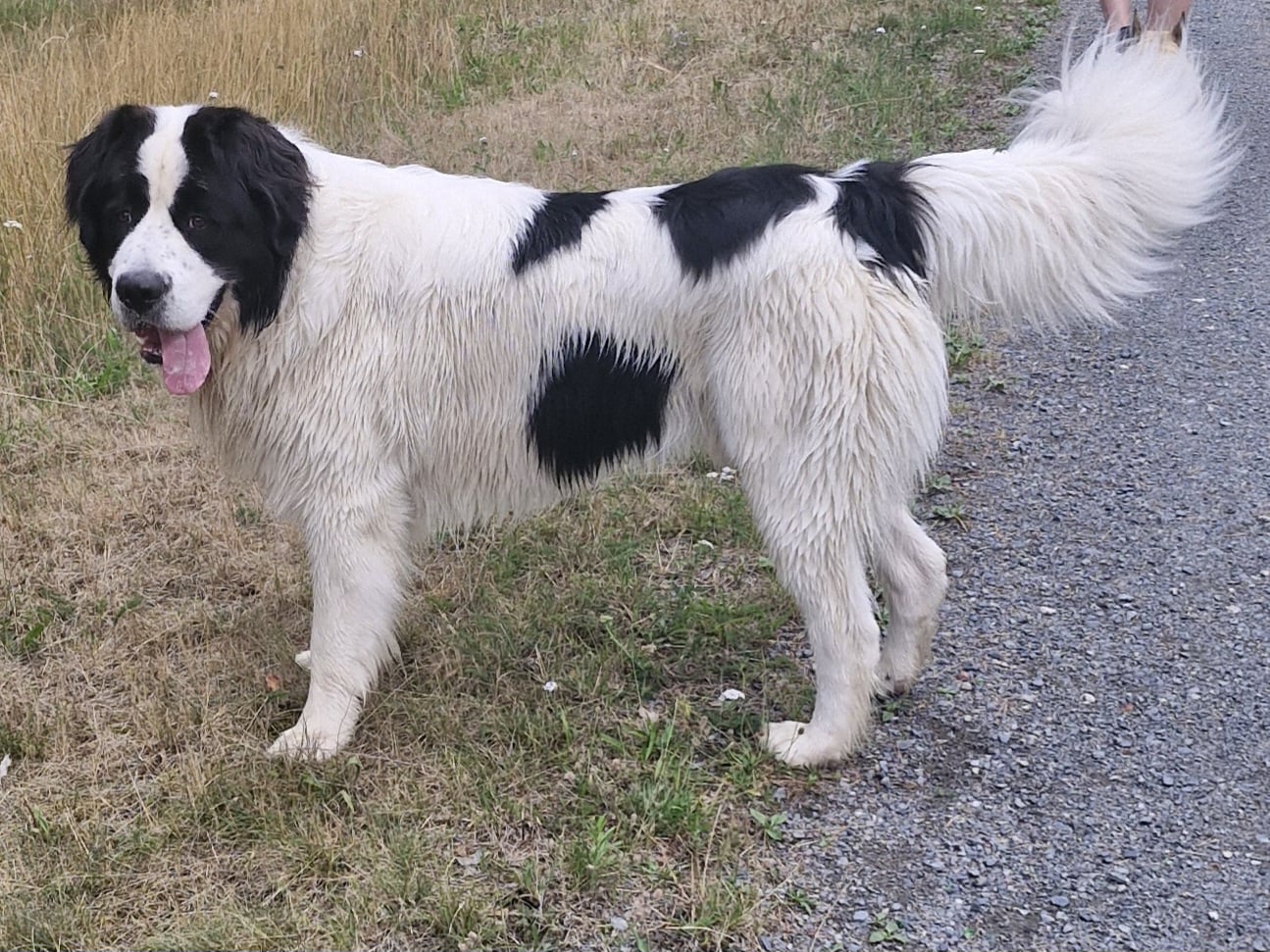 Fiete vom Sassenburger Blockhaus