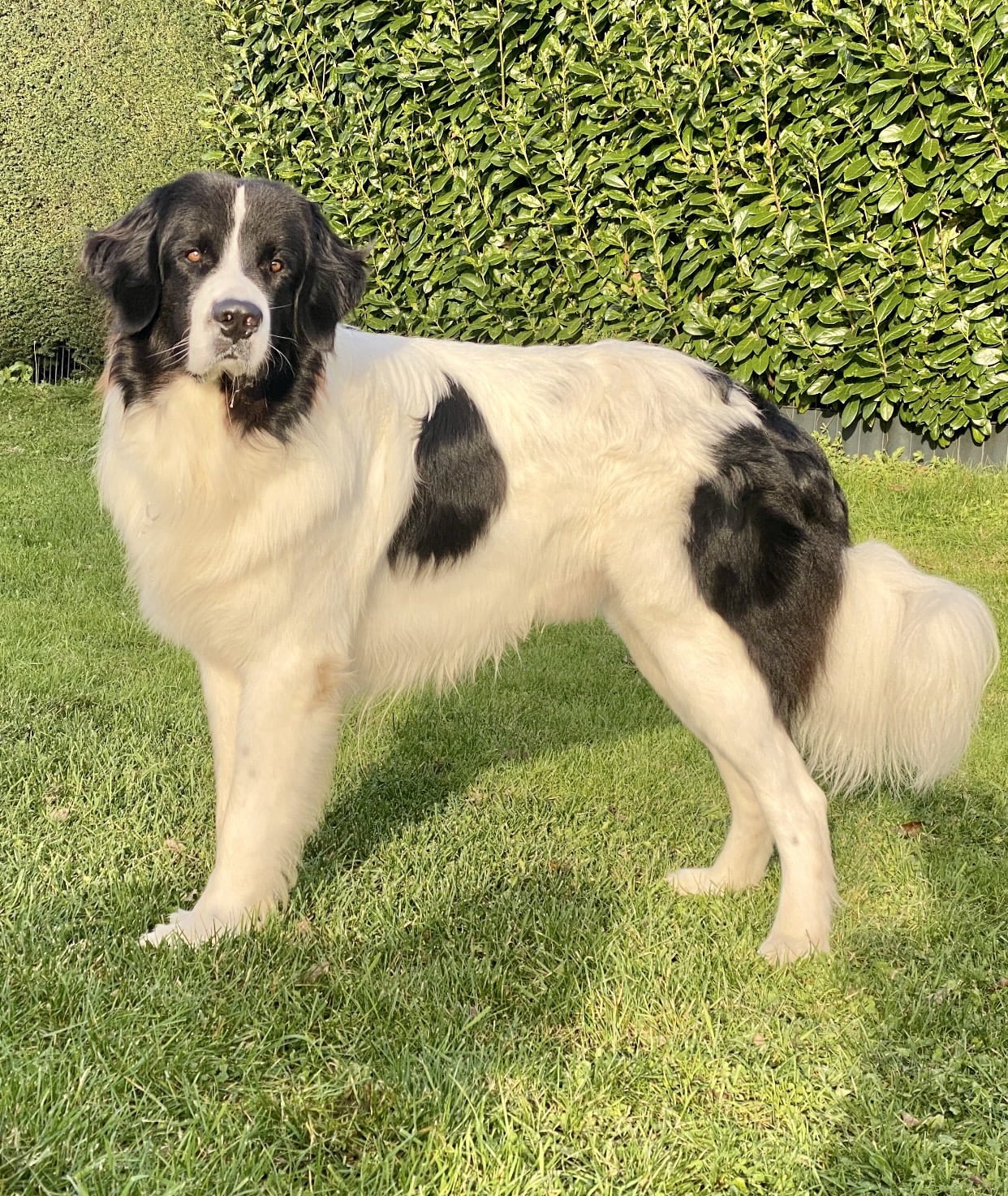 Humvee von der alten Burg