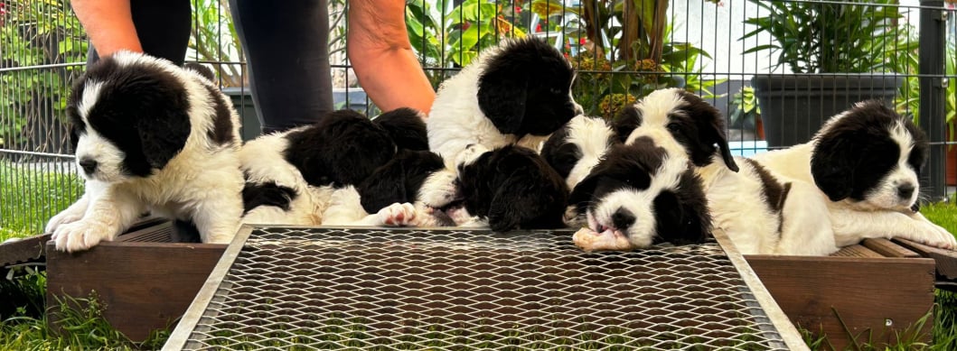 Wurf vom Promnitztal