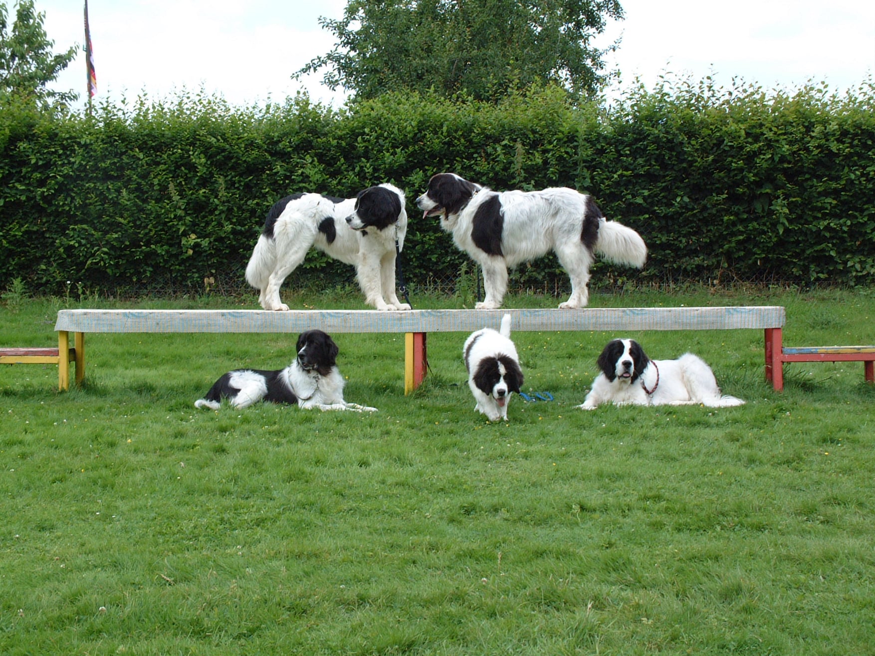 Training Landseer
